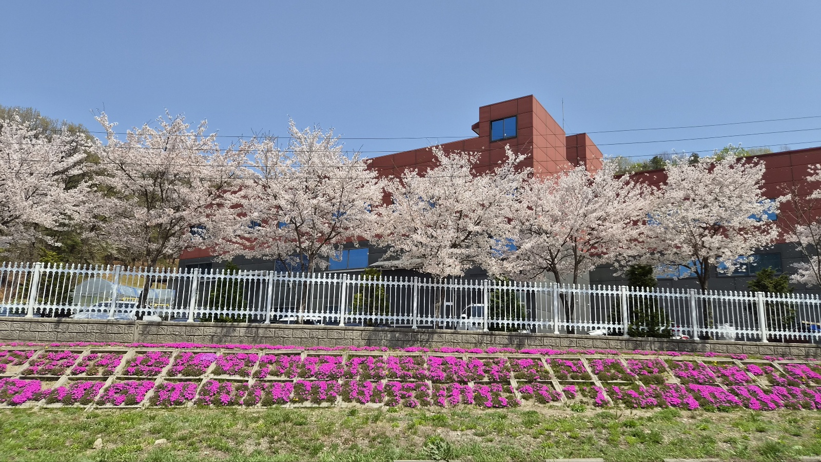 4월의 용인공장 벚꽃길을 함께 걸어요